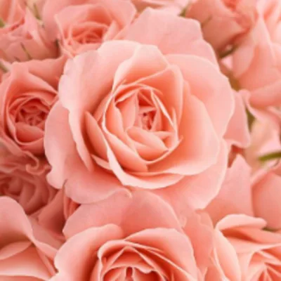 أزهار آل مهنا